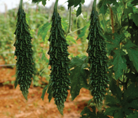 ichiban seeds Bitter Gourd