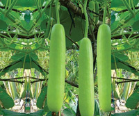 ichiban_seeds_bottle_gourd