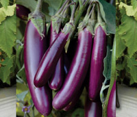 ichiban_seeds_brinjal