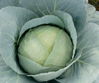 ichiban_seeds_cabbage