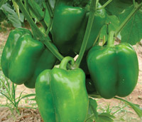 ichiban_seeds_capsicum