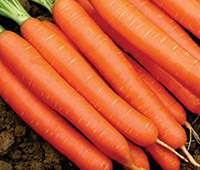 ichiban_seeds_carrot