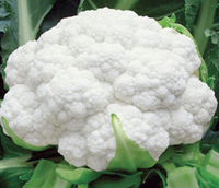 ichiban seeds CAULIFLOWER