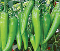 ichiban seeds Chilli