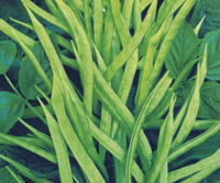 ichiban_seeds_cluster_beans