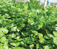 ichiban_seeds_coriander