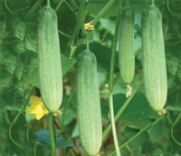 ichiban_seeds_cucumber