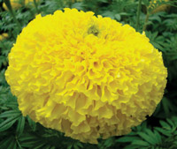 ichiban_seeds_marigold