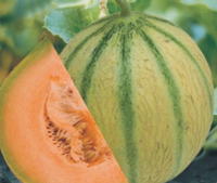 ichiban seeds Muskmelon