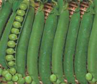 ichiban_seeds_peas