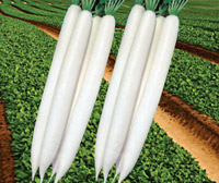 ichiban_seeds_radish