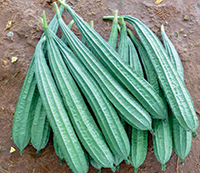 ichiban seeds Ridge Gourd