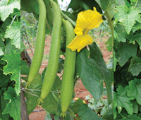 ichiban_seeds_sponge_gourd