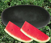 ichiban_seeds_watermelon