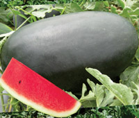 ichiban_seeds_watermelon