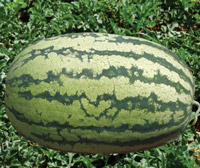 ichiban_seeds_watermelon