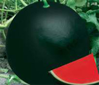 ichiban_seeds_watermelon